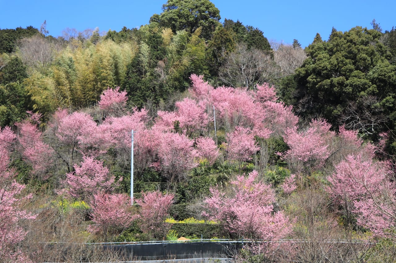 小田原市 春を先取り 根府川のおかめ桜が見頃を迎えています 号外net 小田原市 県西地域