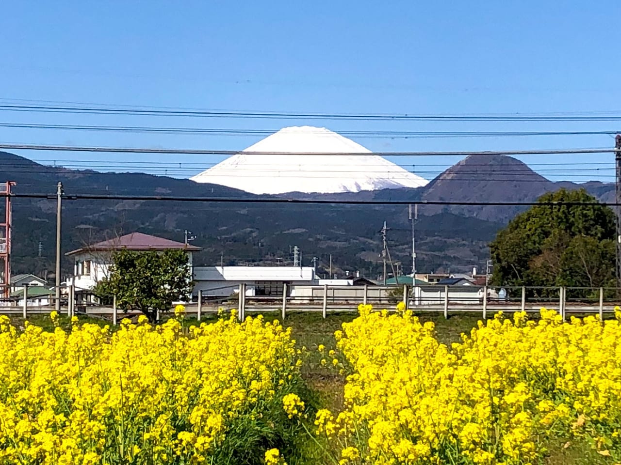 小田原市 富士山と小田急線と菜の花が映える 東栢山の菜の花が見頃を迎えています 号外net 小田原市 県西地域