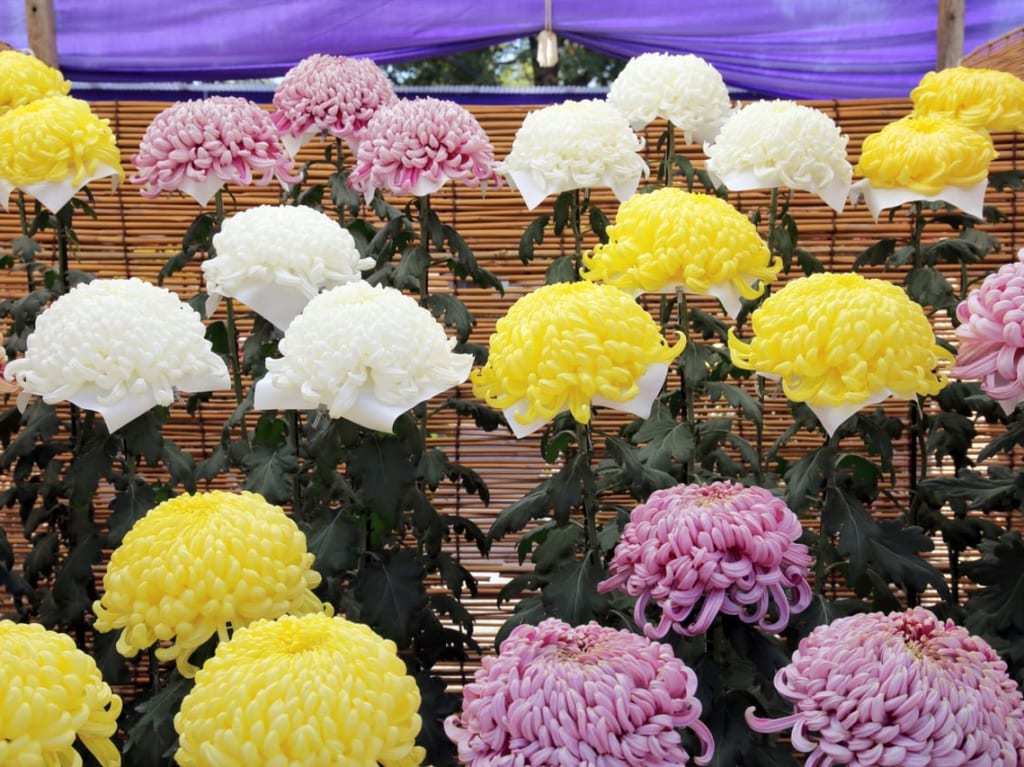 菊花展