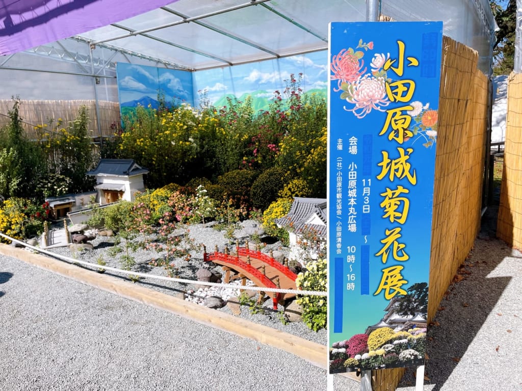 菊花展
