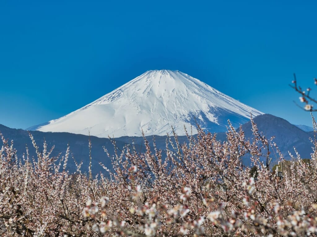 富士山