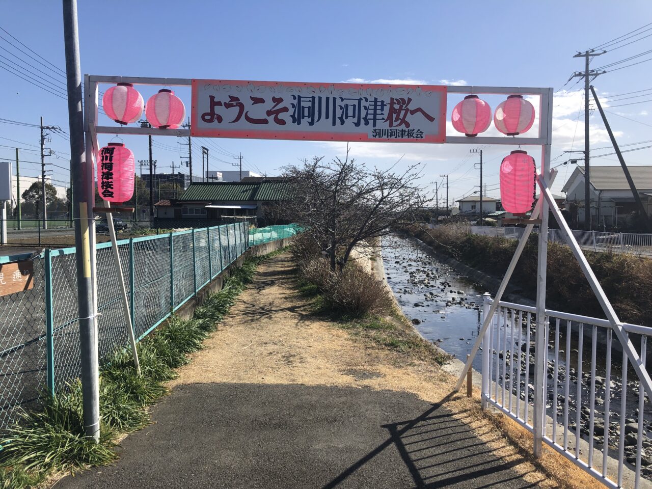 洞川の河津桜