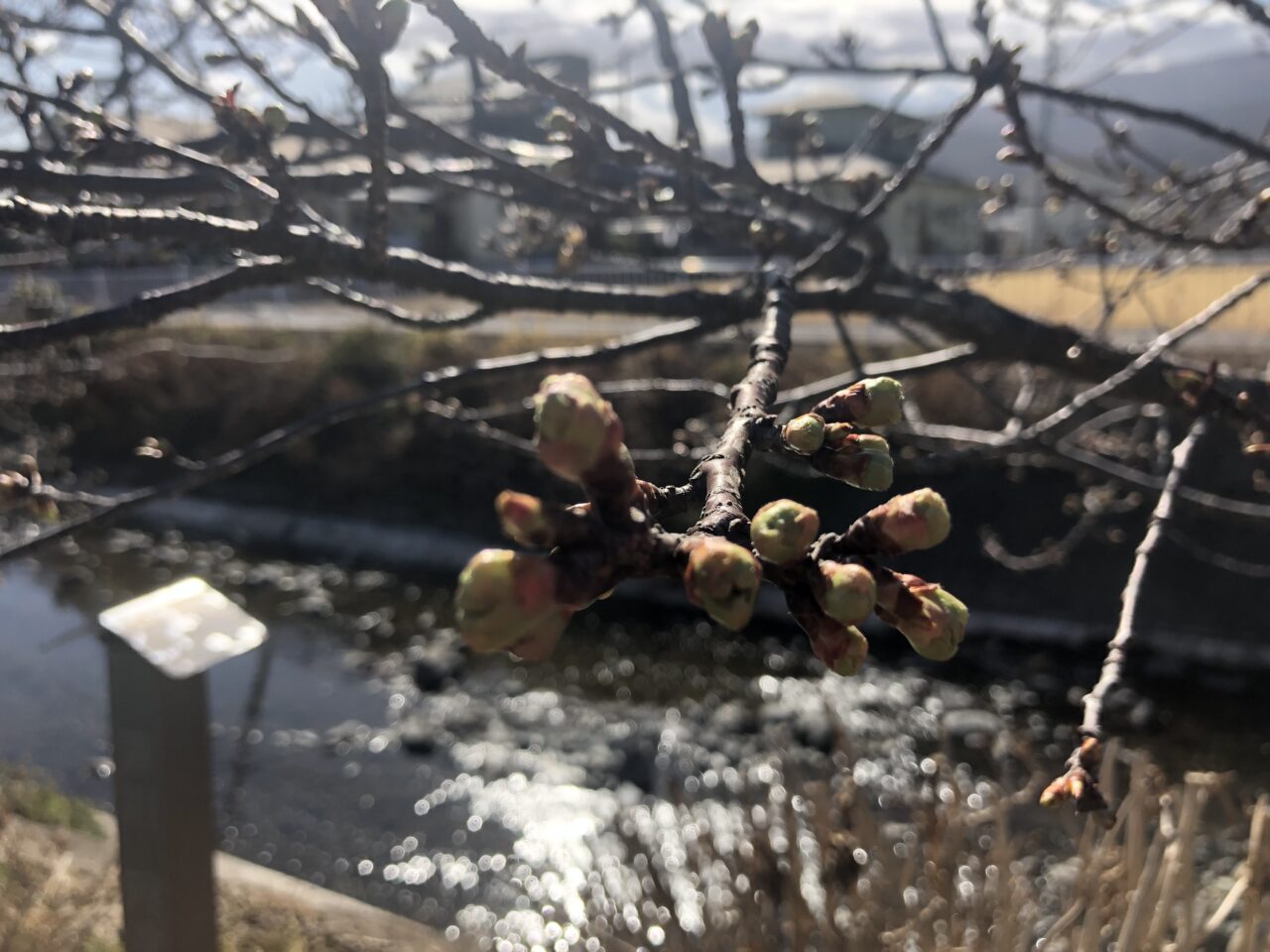 洞川の河津桜