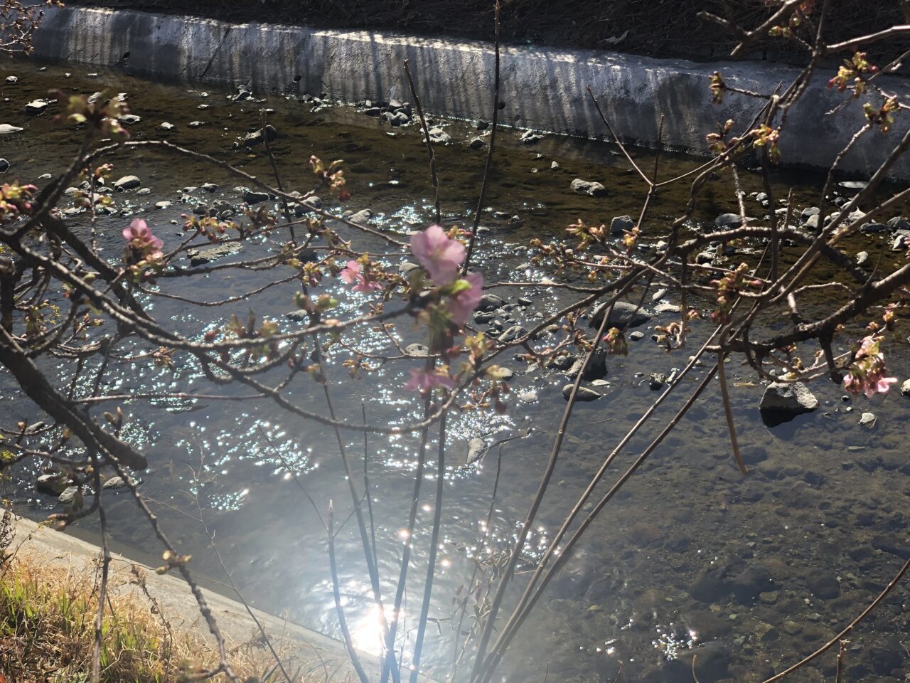 洞川の河津桜