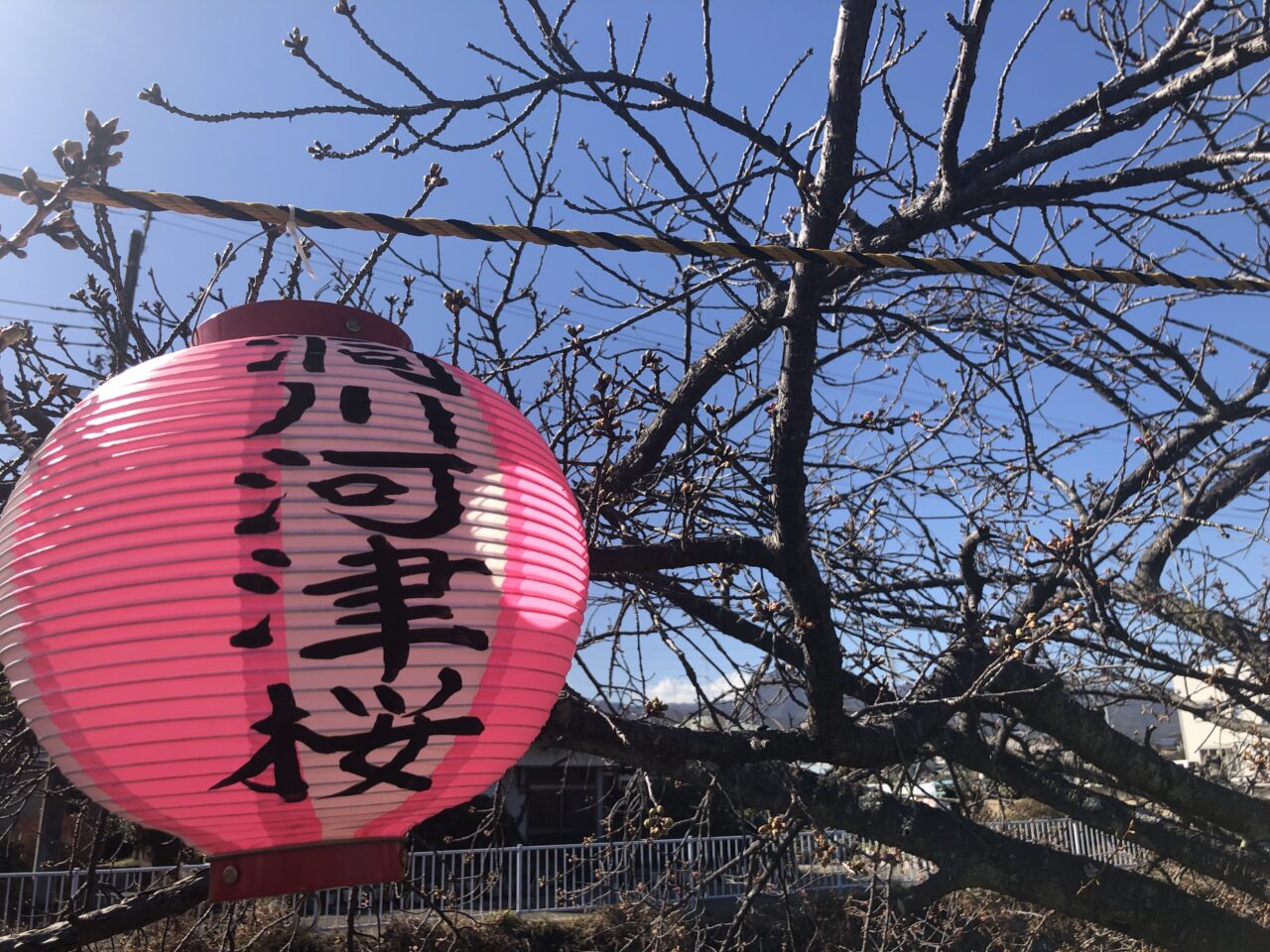 洞川の河津桜