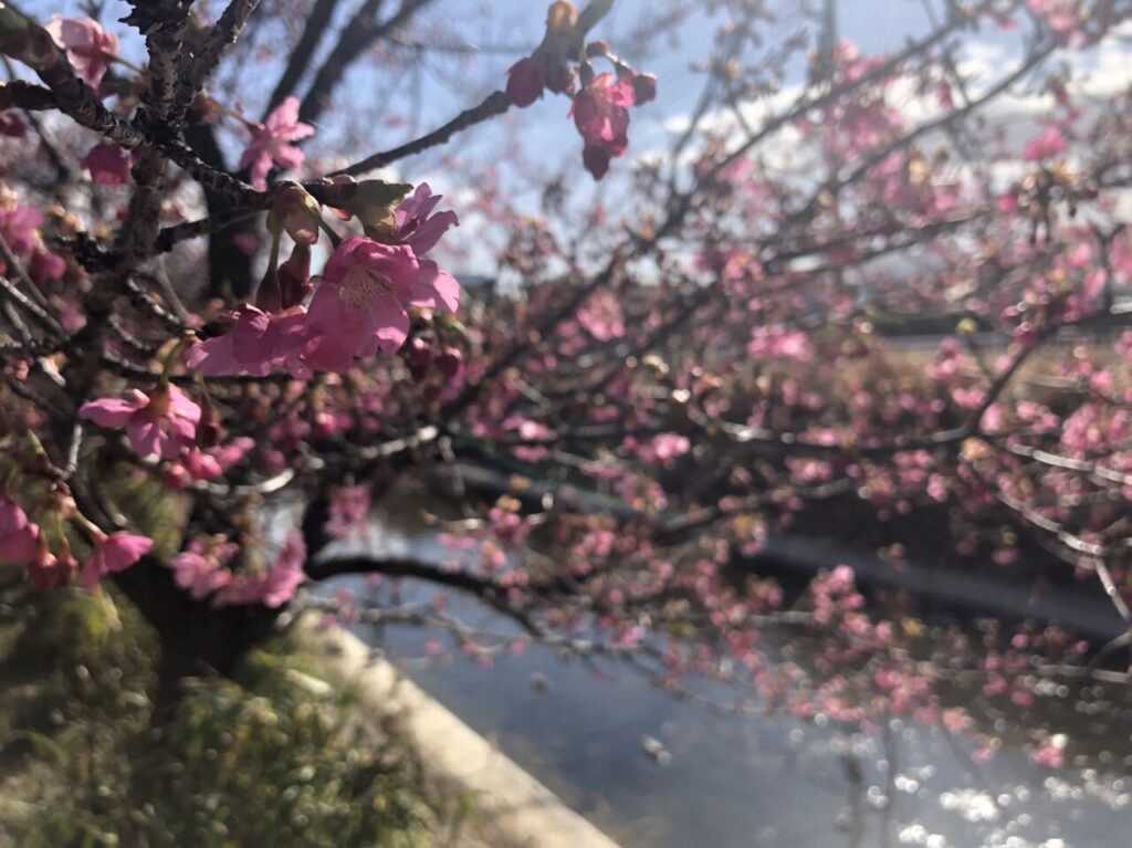 洞川の河津桜