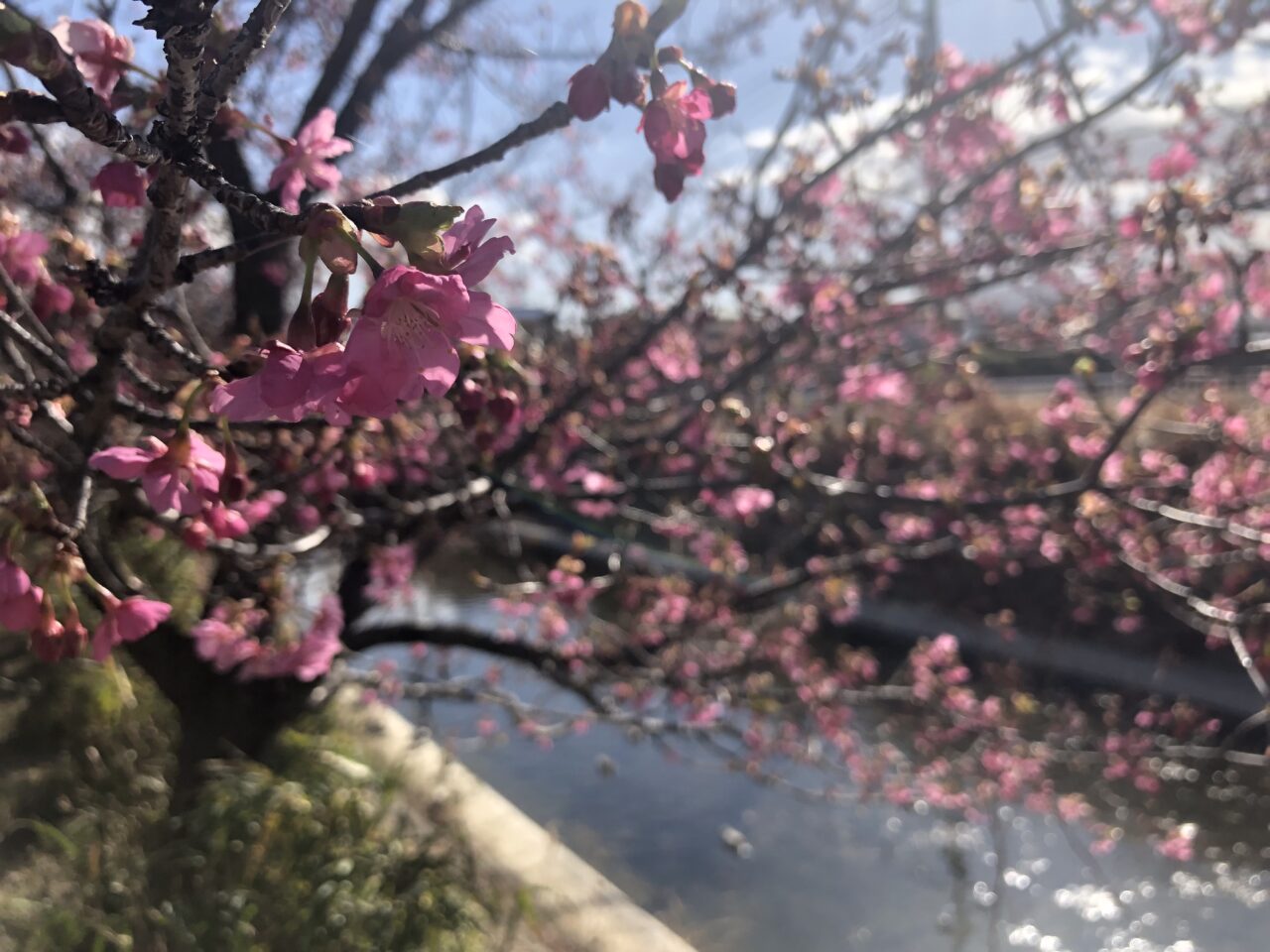 洞川の河津桜