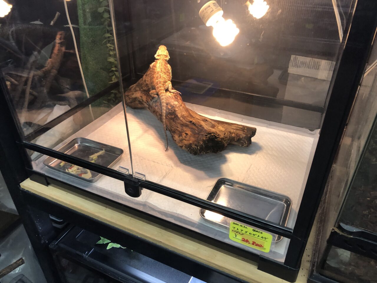 ペットショップJaRep