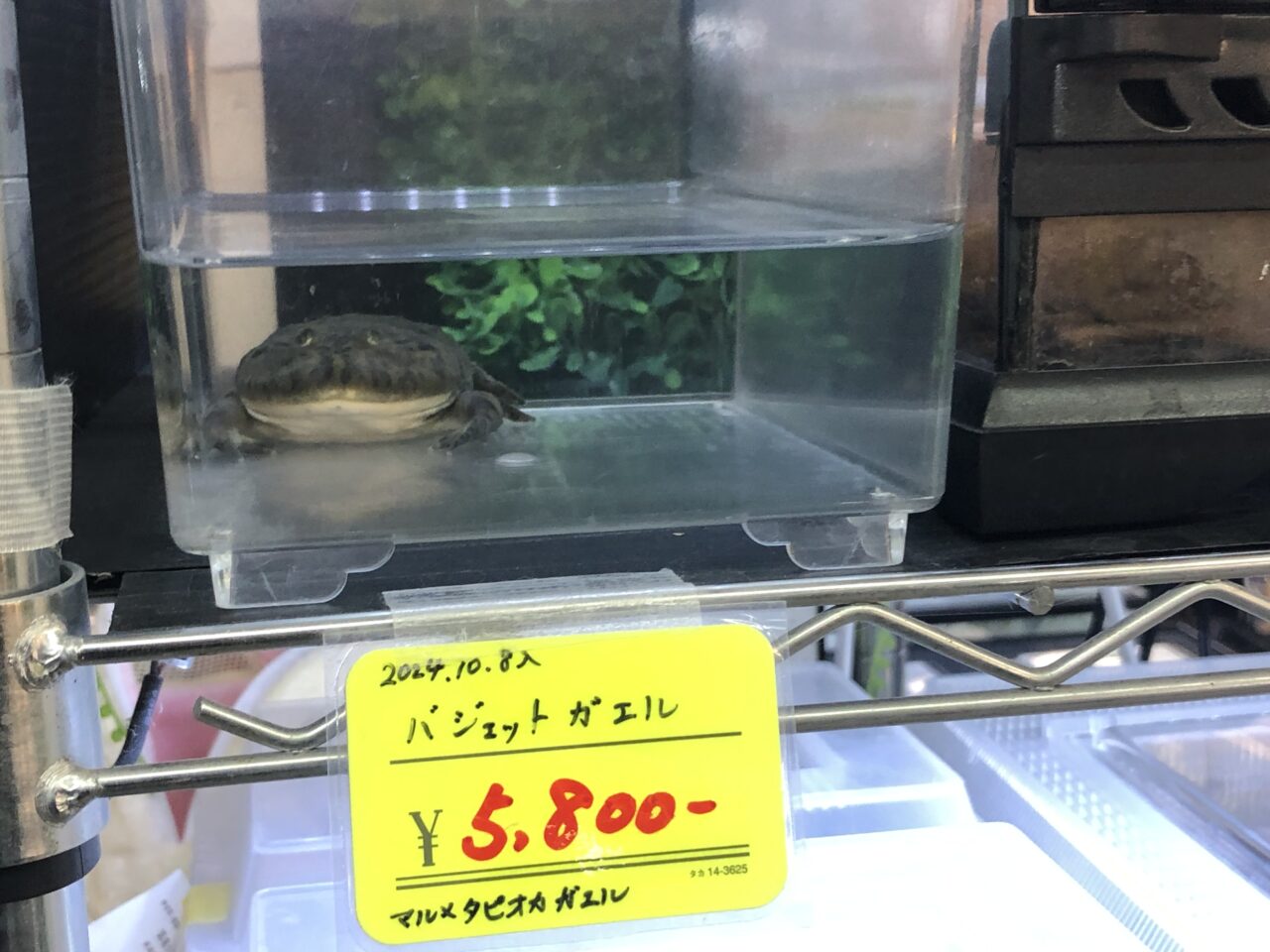 ペットショップJaRep