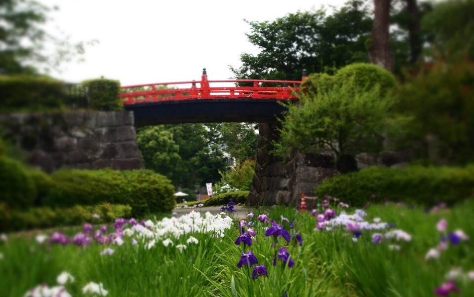 小田原城あじさい花菖蒲まつり