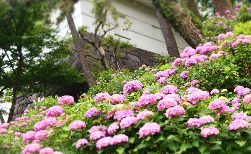 小田原城あじさい花菖蒲まつり