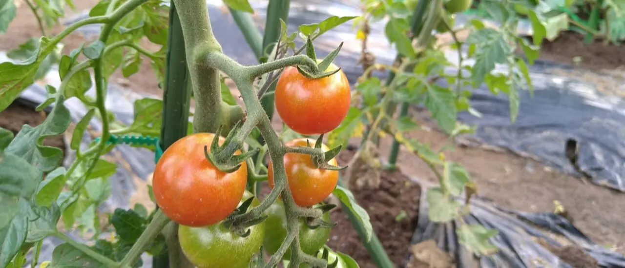 農園野菜