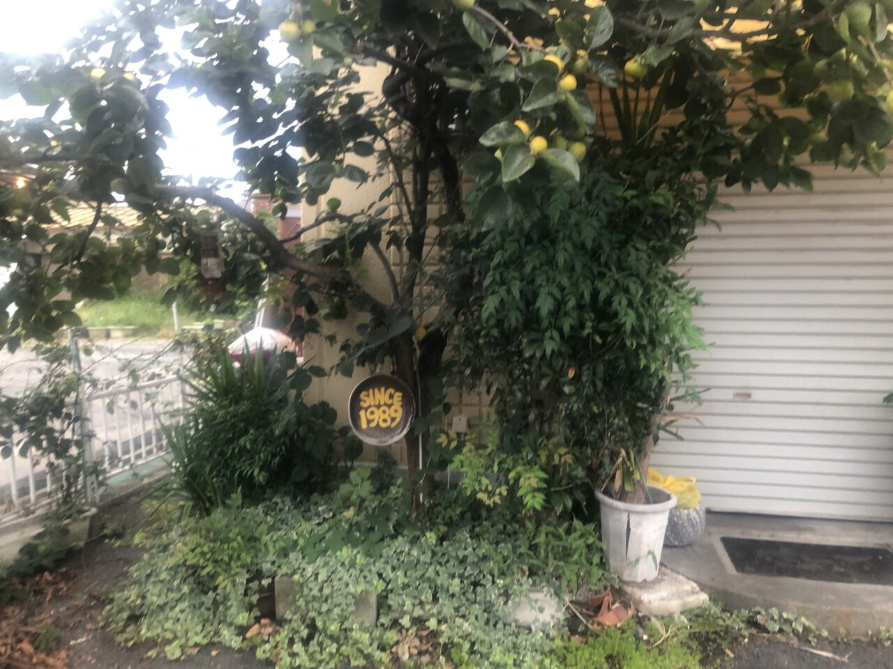 かぼちゃの馬車