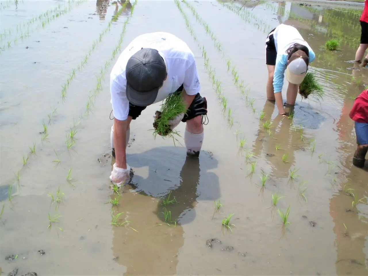 田植え