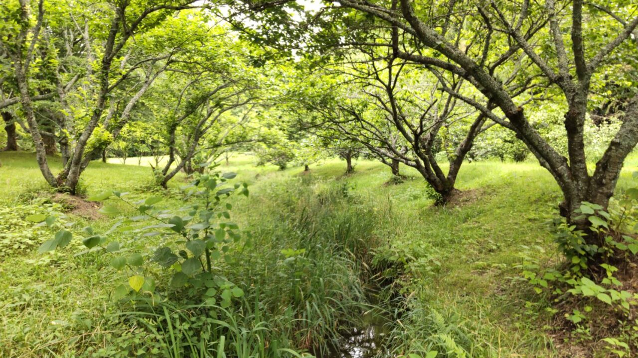 森と水の公園