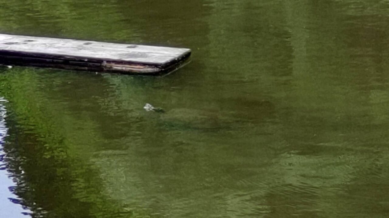 森と水の公園