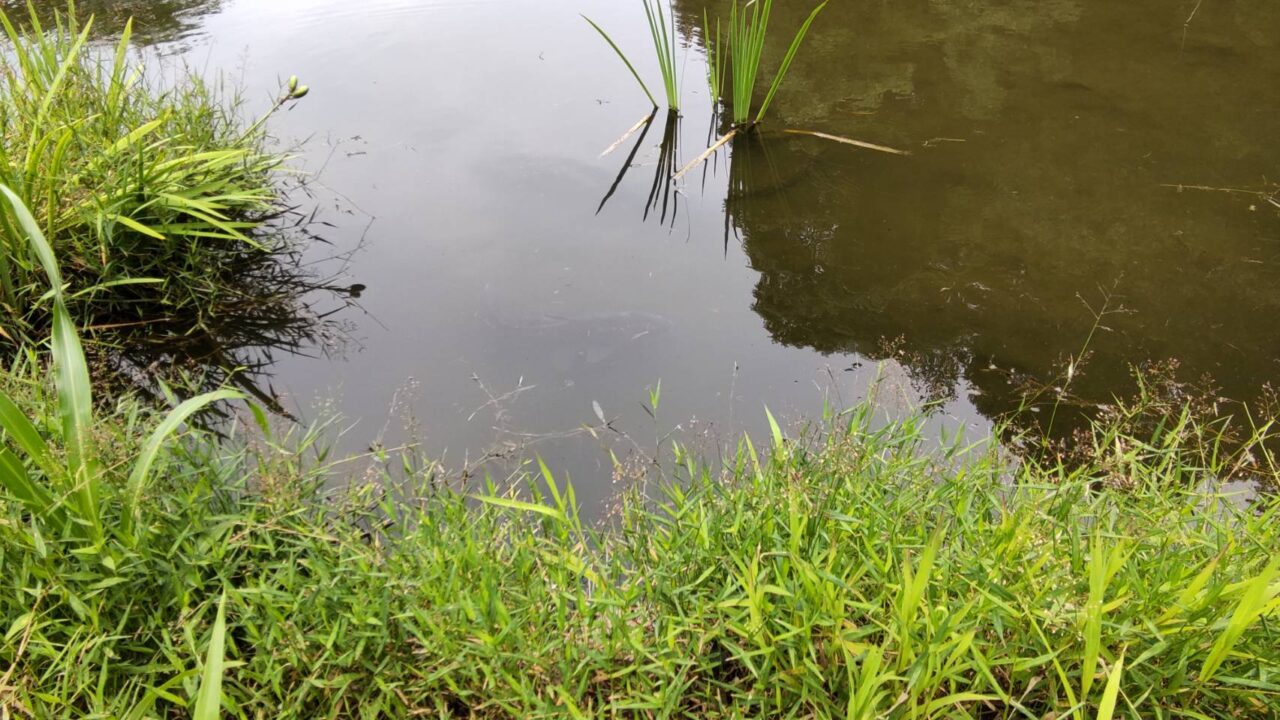 森と水の公園