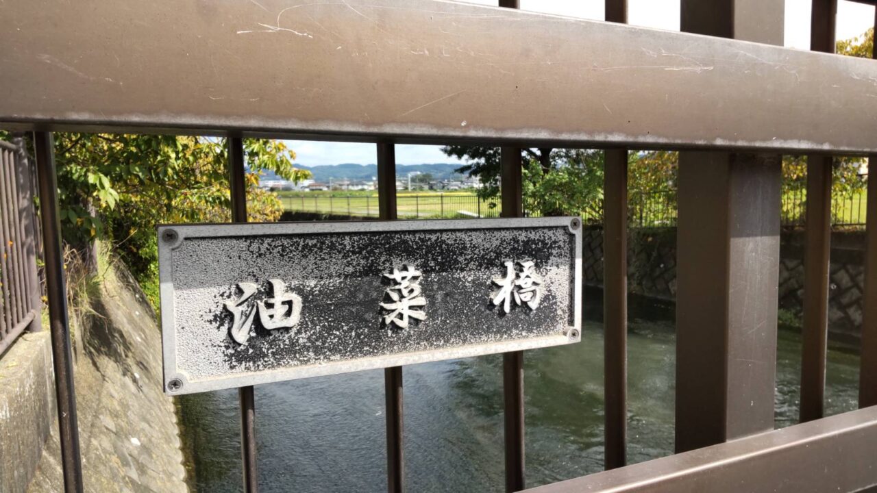 油菜橋